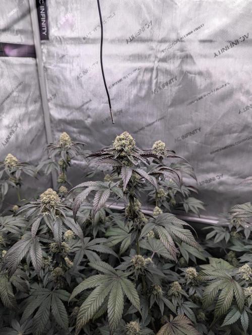 Tarte Titan. Week 15