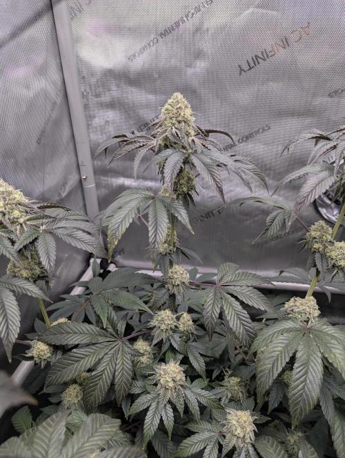 Tarte Titan. Week 15