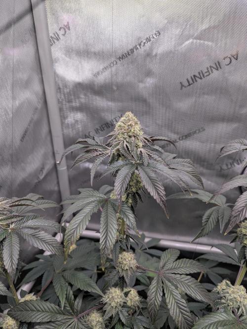 Tarte Titan. Week 15