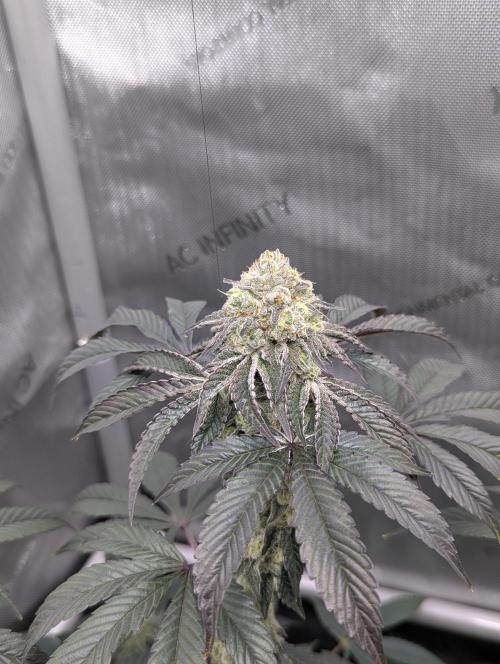 Tarte Titan. Week 15