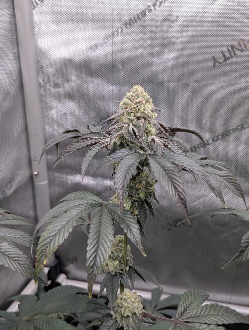 Tarte Titan. Week 15