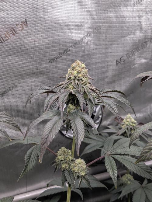 Tarte Titan. Week 15