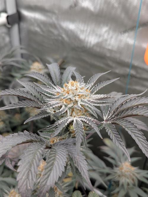 Tarte Titan. Week 16