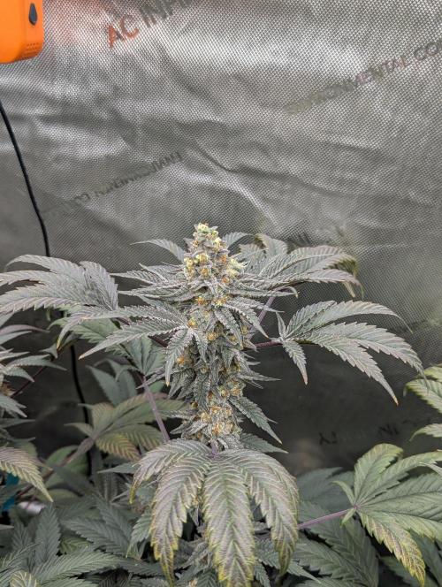 Tarte Titan. Week 16