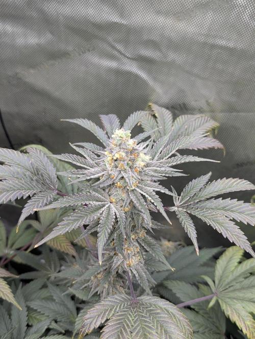 Tarte Titan. Week 16