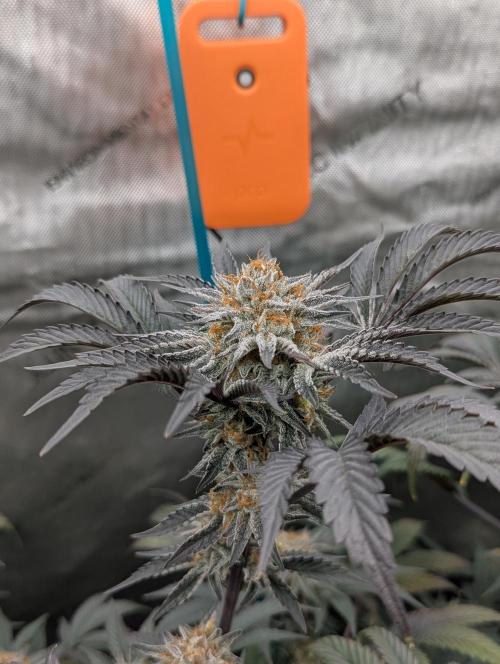 Tarte Titan. Week 16