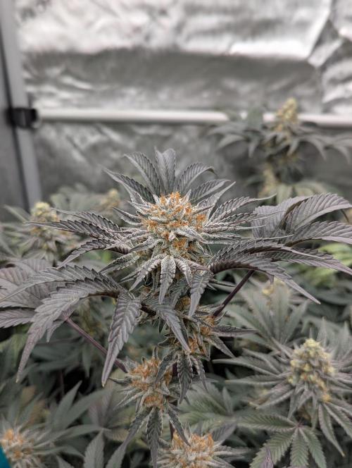 Tarte Titan. Week 16