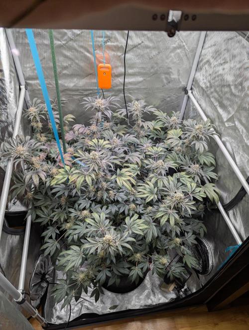 Tarte Titan. Week 16