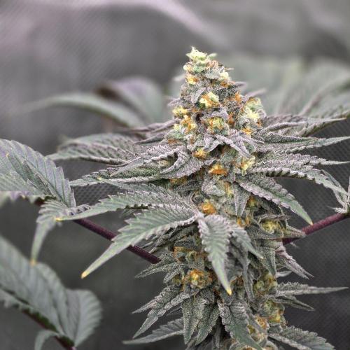 Tarte Titan. Week 17