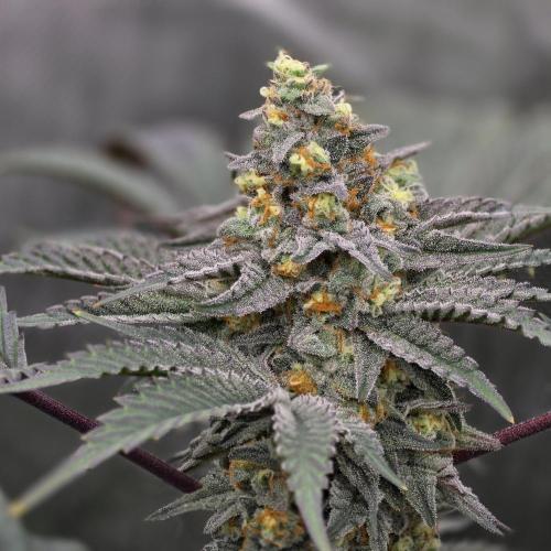 Tarte Titan. Week 17