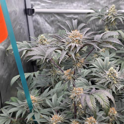 Tarte Titan. Week 17