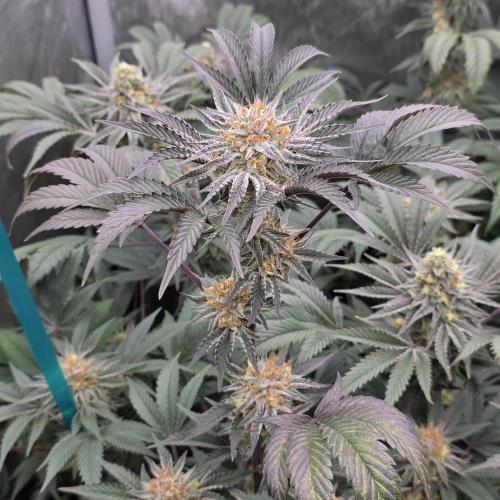 Tarte Titan. Week 17