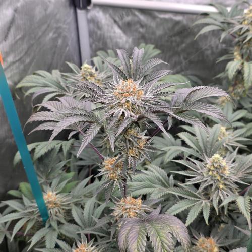 Tarte Titan. Week 17