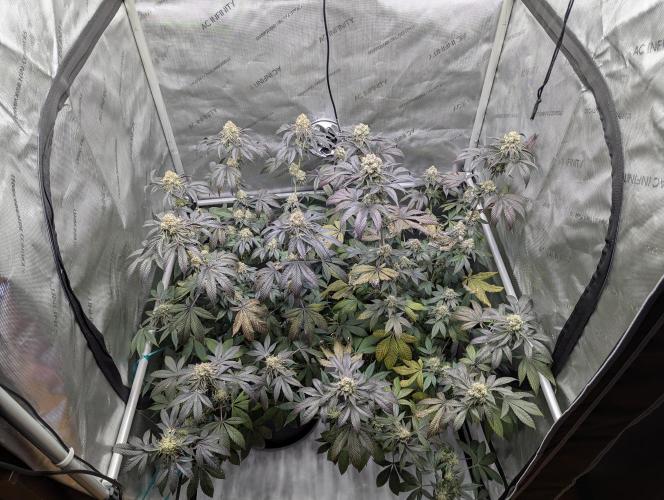 Tarte Titan. Week 17