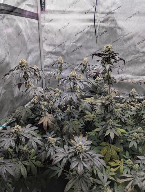 Tarte Titan. Week 17