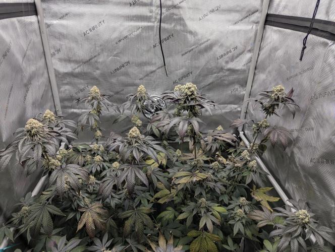 Tarte Titan. Week 17