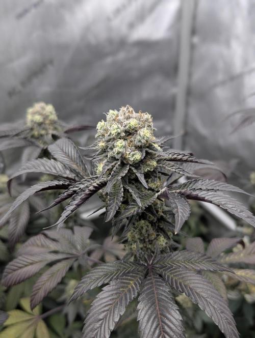 Tarte Titan. Week 17