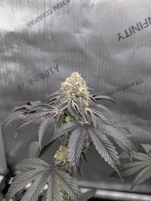 Tarte Titan. Week 17