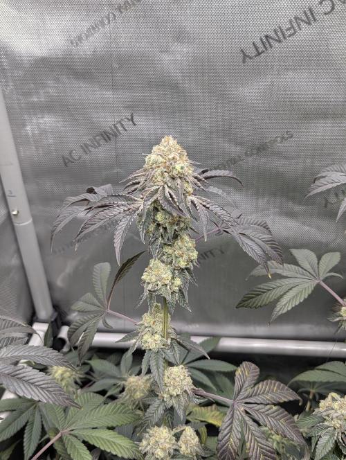 Tarte Titan. Week 17