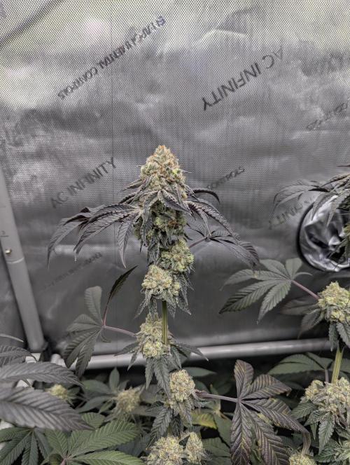 Tarte Titan. Week 17