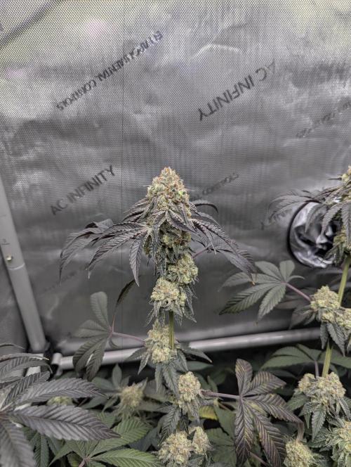 Tarte Titan. Week 17