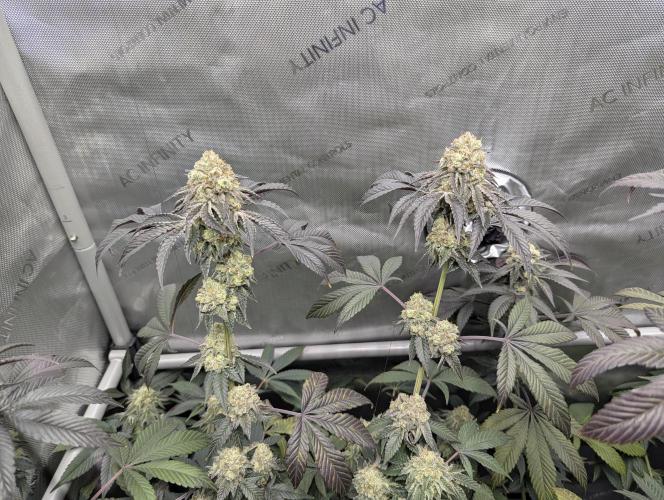 Tarte Titan. Week 17