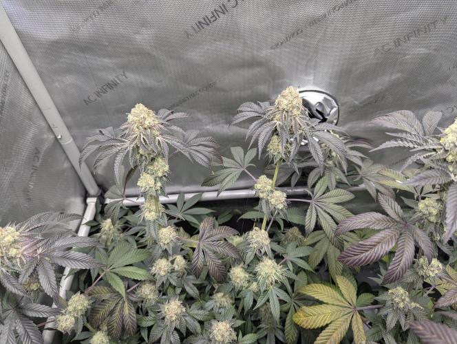 Tarte Titan. Week 17