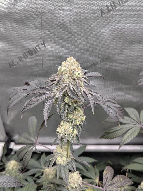 Tarte Titan. Week 17