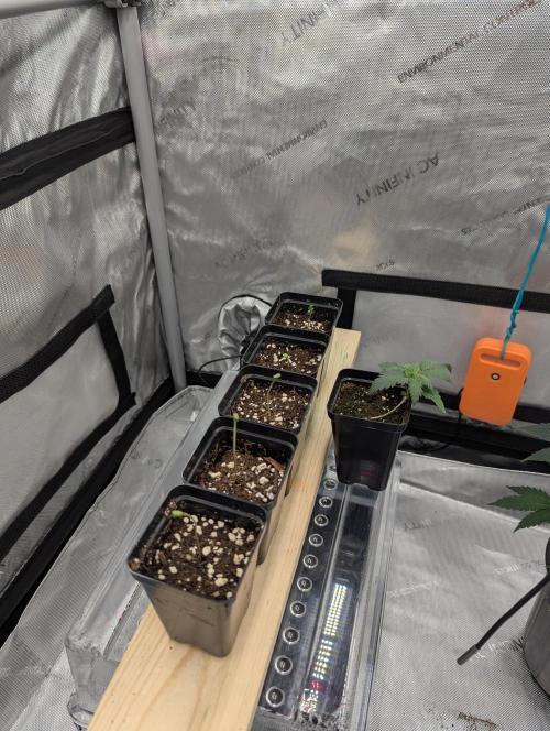 Z42 Photoperiod. Week 0 - 4 days from seed start