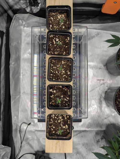 Z42 Photoperiod. Week 1 - 6 days from seed 