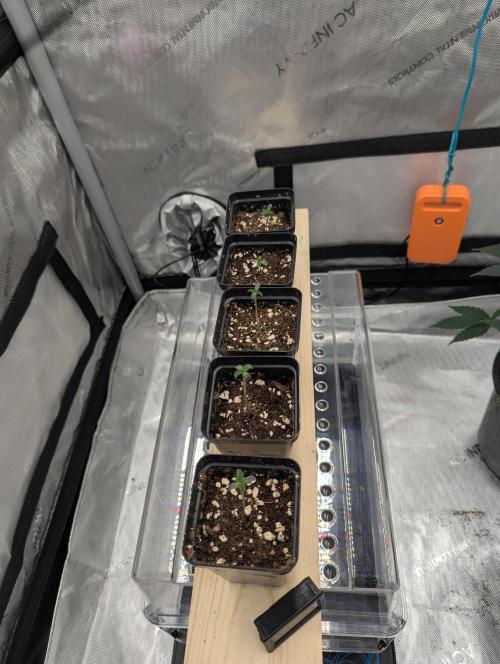 Z42 Photoperiod. Week 1 - 6 days from seed