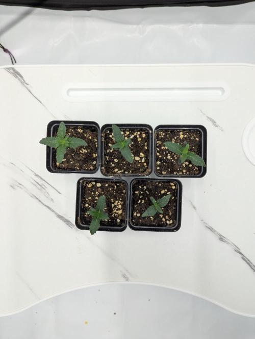 Z42 Photoperiod. Week 1 - 12 days from seed start. Day 7 of veg
