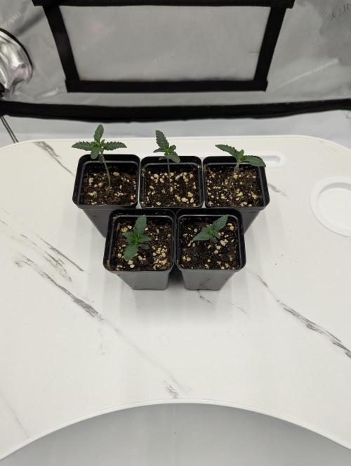 Z42 Photoperiod. Week 1 - 12 days from seed start. Day 7 of veg