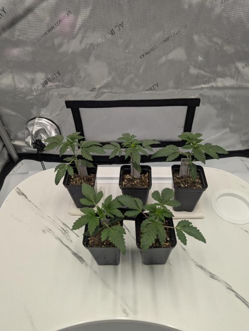 Z42 Photoperiod. Week 2