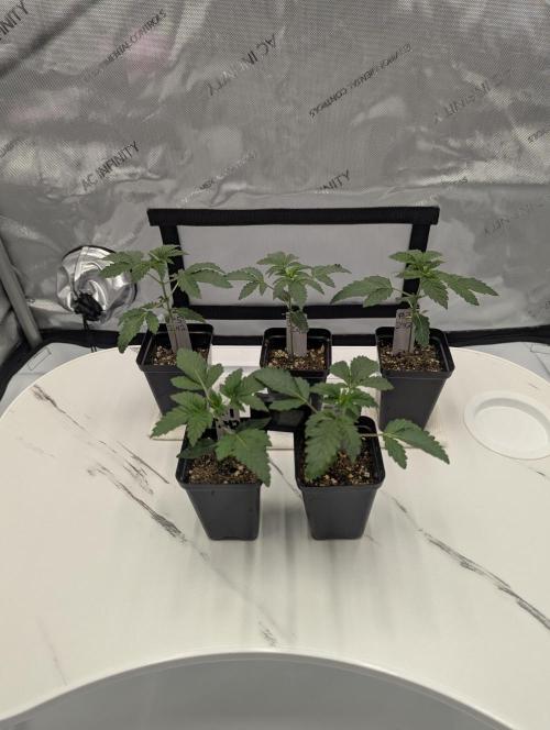 Z42 Photoperiod. Week 2