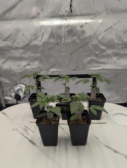 Z42 Photoperiod. Week 2