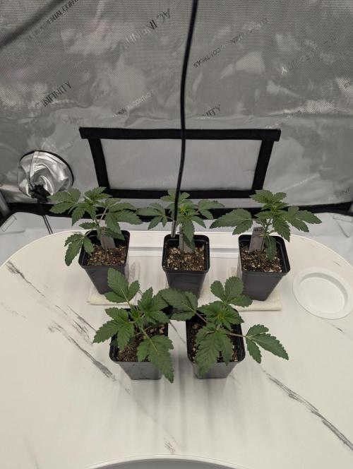 Z42 Photoperiod. Week 2