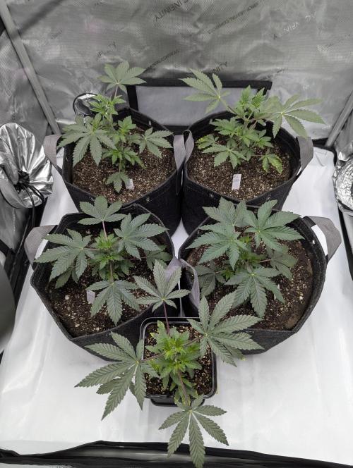 Z42. Week 3
