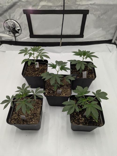 Z42 Photoperiod. Week 3