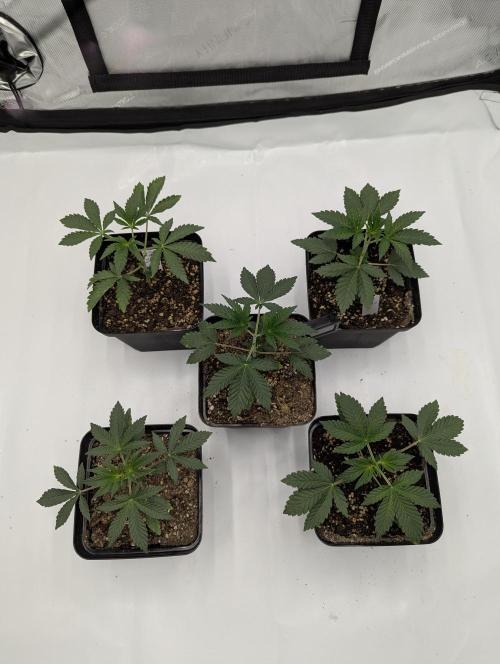 Z42 Photoperiod. Week 3