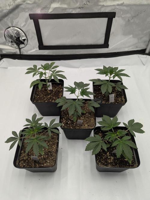 Z42 Photoperiod. Week 3