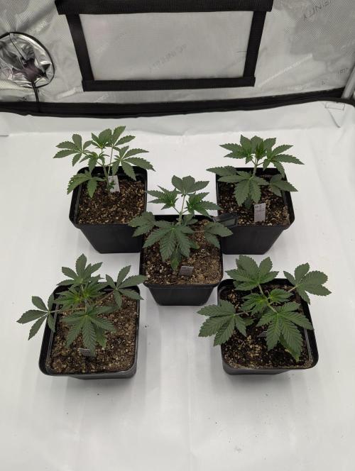 Z42 Photoperiod. Week 3