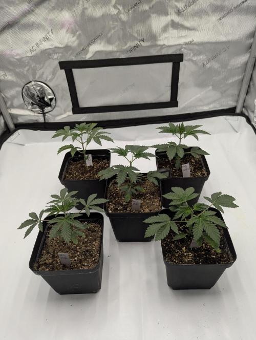 Z42. Week 3