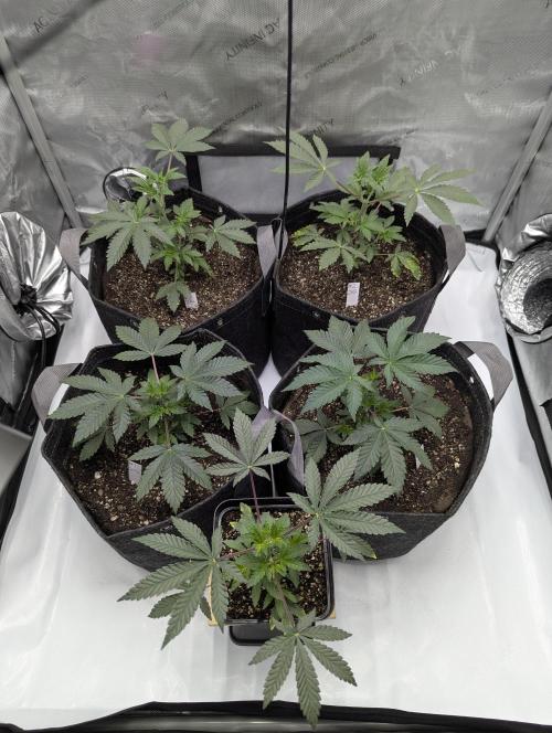 Z42 Photoperiod. Week 4