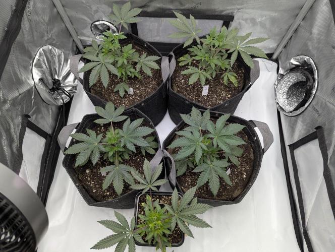 Z42 Photoperiod. Week 4