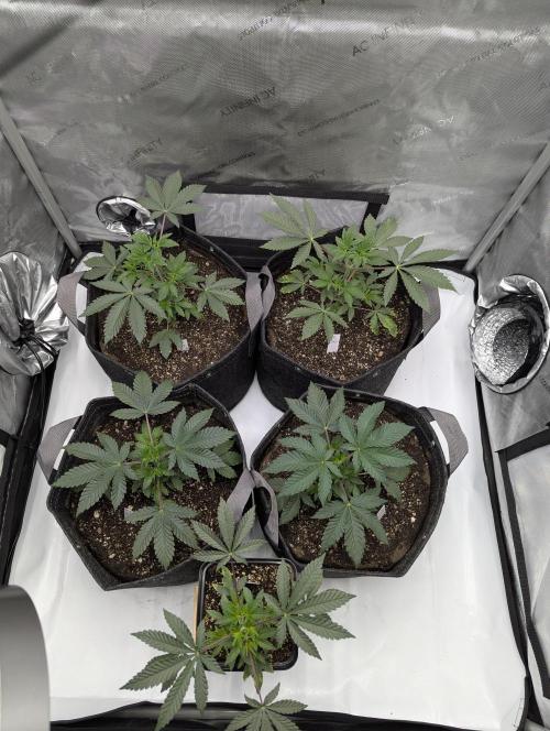 Z42. Week 4