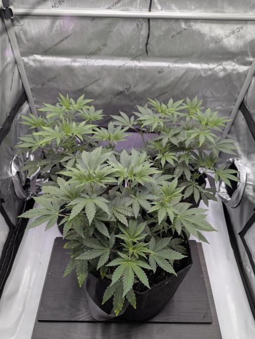 Z42 Photoperiod. Week 6