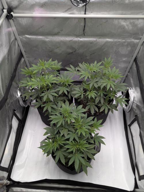 Z42 Photoperiod. Week 6