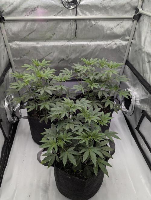 Z42 Photoperiod. Week 6