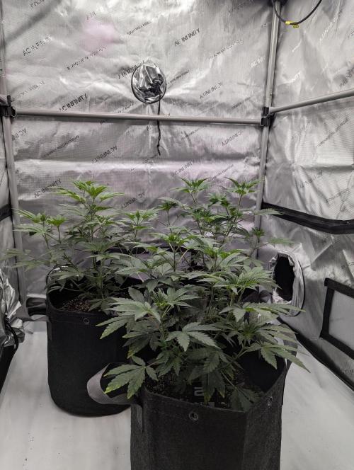 Z42 Photoperiod. Week 6